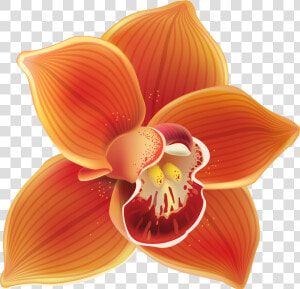 Orange Orchid Png Clipart   Clip Art Orchid Flower  Transparent Png