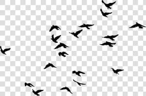 Birds Transparent Image   Birds Black And White Png  Png Download