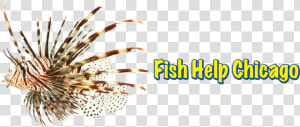 Lionfish  HD Png Download