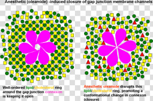 Anesthetic Oleamide induced Closure Of Gap Junction   Gap Junction  HD Png Download