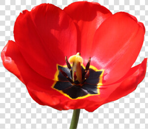 Red Stamp Png   Red Close Up Of A Open Tulpen  Transparent Png