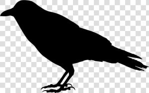 Crow Silhouette Png   Silhouette Crow Transparent Background  Png Download