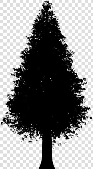 Trunk Spruce Png  Transparent Png