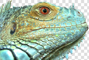 Iguana  Reptile  Lizard  Green  Blue  Face  Scale   Lizard Scales  HD Png Download