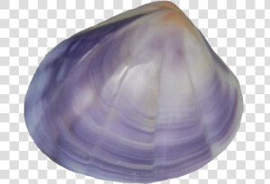 Baltic Clam  HD Png Download