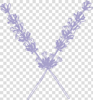 Sweetwater Submark Lavender   Lavender En Png  Transparent Png