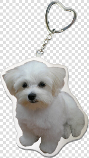 Maltese Dog Keychain   Maltese  HD Png Download