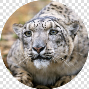 Adult Snow Leopards   Png Download  Transparent Png