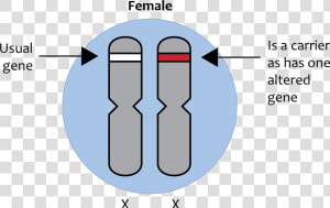 X linked Recessive Inheritance   Sex Linked Gene Drawing  HD Png Download