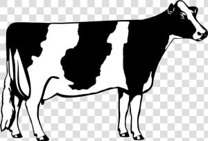 Cow Png Clipart   Dairy Cow Clip Art  Transparent Png