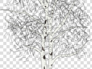 Transparent Birch Tree Clipart   Silver Birch Tree Clipart  HD Png Download