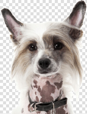 Chinese Crested Boston Terrier Mix  HD Png Download