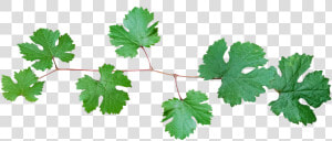 Grape Vine  Leaves  Branch   Branch Of Vine Leaves  HD Png Download