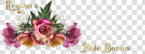 Header   Garden Roses  HD Png Download