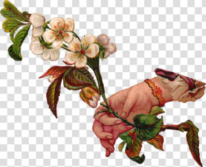 Hand Wht Flwr Branch Scrap png Victorian   Botanical Illustration Transparent  Png Download