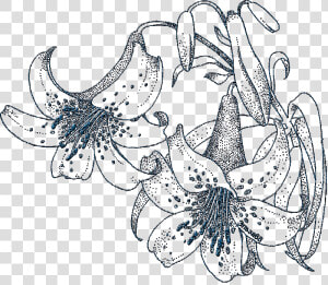 0 148048 3df5201d Orig   Tiger Lilies Coloring Pages For Adults  HD Png Download