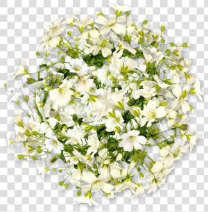 Fleurs Blanches Png  Transparent Png