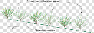 Cut Down Every Other Row Of Legumes Small   Distance Most Trees Should Be Planted When Starting  HD Png Download