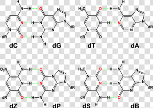 Hachimoji Dna Base Pairs   25 Dna Base Pair  HD Png Download