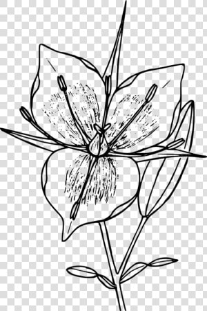 Collection Of Free Mountains Drawing Flower Download   Drawing Mariposa Cuban Flower  HD Png Download