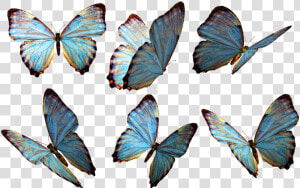 Butterflies Png Stock By Roy D   Butterflies Png  Transparent Png