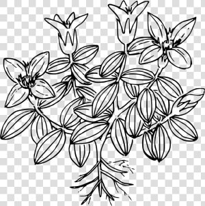 This Free Icons Png Design Of Moss Gentian   Moss Coloring Page  Transparent Png