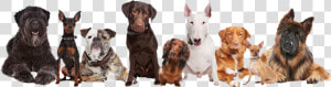 Psy   Group Of 9 Dogs  HD Png Download