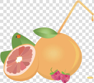 Juice Grapefruit Euclidean Vector   Tangerine  HD Png Download