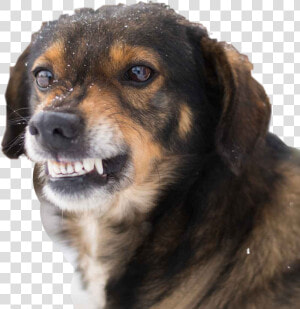  dog  smile  funny  hahahaha  interesting  angry  love   Angry Dog Show Teeth  HD Png Download