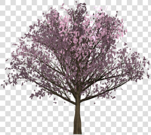 Cherry  Pink  Tree  Painted Tree  Image Painting  Plant   Red Bud  HD Png Download