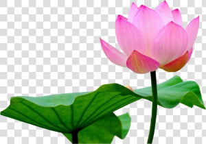 Lotus Flower Png   Lotus Flower Image Png  Transparent Png