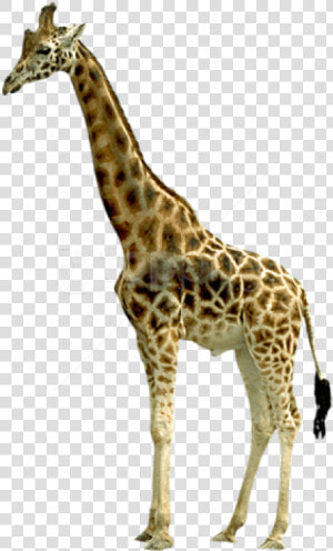 Free Png Giraffe Png Images Transparent   Giraffe Png  Png Download