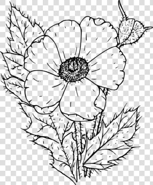 Prickly Poppy   Poppies Black And White  HD Png Download