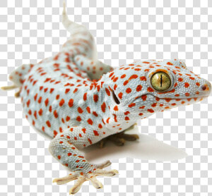 Placeholder   Tokay Gecko White Background  HD Png Download