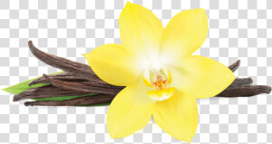 Vanilla Png Pluspng   Vanilla Flower Picture Transparent  Png Download