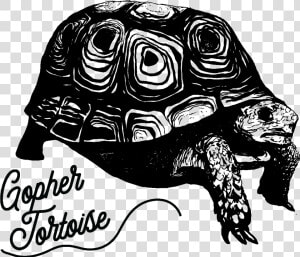 Tortoise   Galápagos Tortoise  HD Png Download