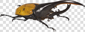 Beetle Transparent Hercules   Hercules Beetle Transparent Background  HD Png Download