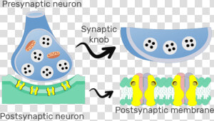 An Image Showing The Chemical Synapse  The Image Contains   Main Structure Of Synapse Electrochemical  HD Png Download