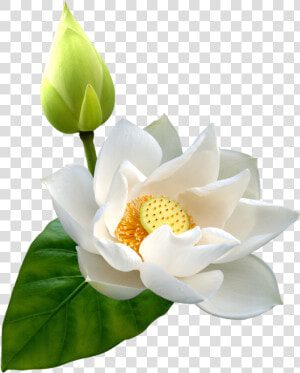 White Lotus Png Clip Art   White Lotus Flower Png  Transparent Png