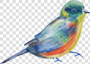 Bird Parrot Transparent Watercolor Watercolor Painting   Watercolor Bird Transparent Background  HD Png Download