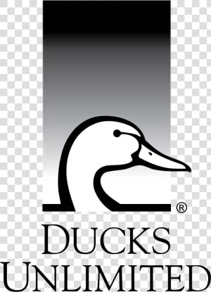 Ducks Unlimited  HD Png Download