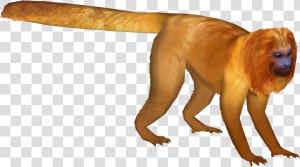 Thumb Image   Golden Lion Tamarin Png  Transparent Png