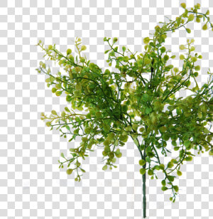 Flowerdutchess Myosotis Bush Green 25cm Edited   Tree  HD Png Download