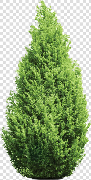 Evergreen Tree Transparent Background   Evergreen Tree Png  Png Download