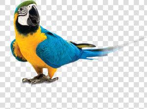 Parrot Png   Parrot  Transparent Png