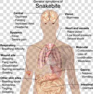 General Symptoms Of Snakebite  HD Png Download