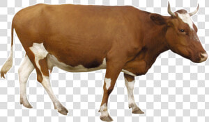 Beef Cattle Dairy Brown   Brown Cow Transparent Background  HD Png Download