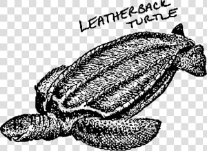 Leatherback Turtle Clip Arts   Sea Turtle Clip Art  HD Png Download