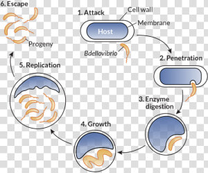 062417 Bacteria Inline   Life Cycle Of Bdellovibrio Bacteriovorus  HD Png Download