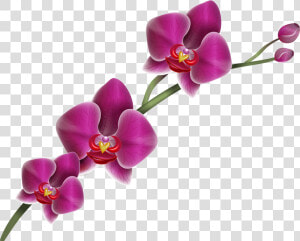 Purple Orchid Clipart Png Image   Purple Orchid Transparent Background  Png Download